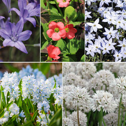 100 Spring Flowering Bulb Collection