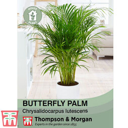 Butterfly Palm (House Plant Seeds)