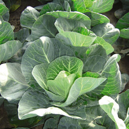 Cabbage 'Winter Jewel' - Seeds