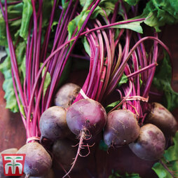 Beetroot 'Cardeal' F1 Hybrid (Globe) - Kew Collection Seeds