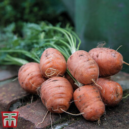Carrot 'Paris Market - Atlas' - Seeds