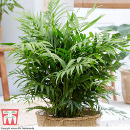 Parlour Palm (House Plant Seeds)