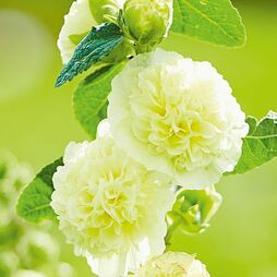 Hollyhock 'Chater's Yellow'