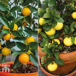 Citrus Tree Collection