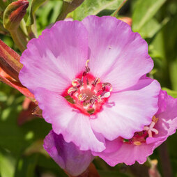 Clarkia 'Pink Buttercups' - Seeds