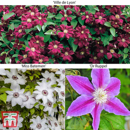 Large Flowered Clematis Collection