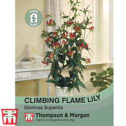 Climbing Flame Lily - House Plant Seeds