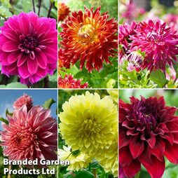 Dahlia 'Delightful Dinner Plate Collection'