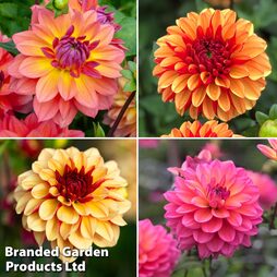 Dahlia Double Flowered Collection