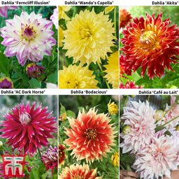 Dahlia 'Dinner Plate' Collection