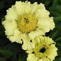 Marigold 'Daisy Wheel Lemon' - Seeds