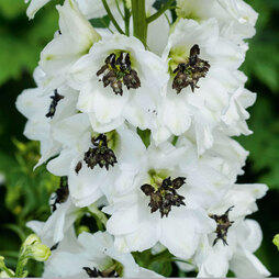 Delphinium Magic Fountains 'White Dark Bee'