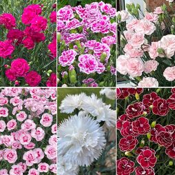 Dianthus 'Garden Pleasures Collection'