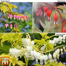 Dicentra Collection
