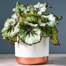 Begonia rex 'Escargot' (House plant)