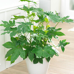 Paperplant - House Plant Seeds