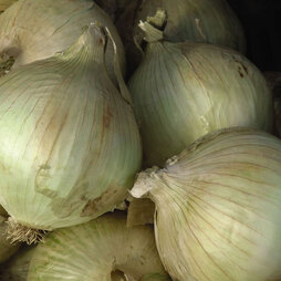 Onion 'Globo' - Seeds
