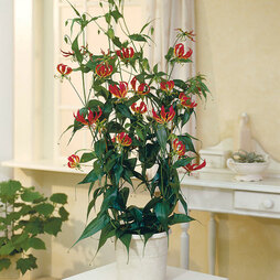 Climbing Flame Lily - House Plant Seeds