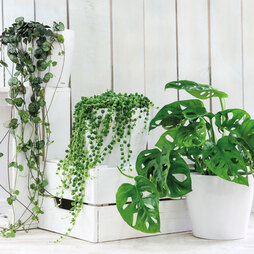 Hanging Houseplant Collection
