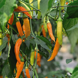 Chilli Pepper 'Havana Gold' - Seeds