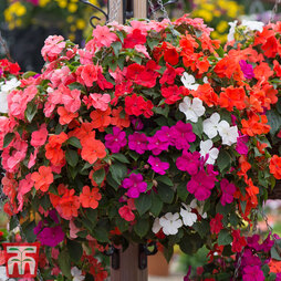 Summer Bedding Plant Collection