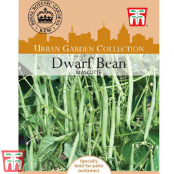Dwarf Bean 'Mascotte' - Kew Collection Seeds