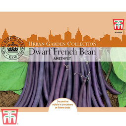 Dwarf Bean 'Amethyst' - Kew Collection Seeds