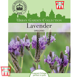 Lavender 'Oregano' - Kew Collection Seeds