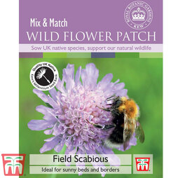 Field Scabious - Kew Collection Seeds