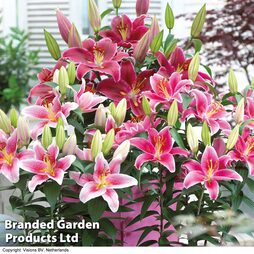 White/Pink Oriental Lily Collection