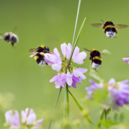Natupol Smart Bumblebee Colony Voucher