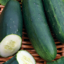Organic Cucumber 'Marketmore' - Seeds