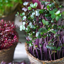 Microgreens Cabbage 'Red' - Seeds