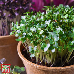 Microgreens Salad Rocket 'Victoria' - Seeds