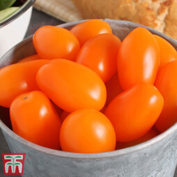 Tomato 'Mirado Orange' (Grafted)