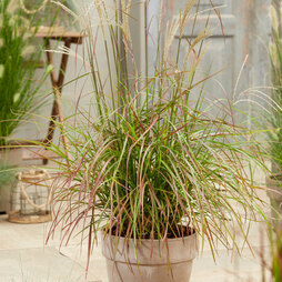 Miscanthus sinensis 'Ruby Cute'