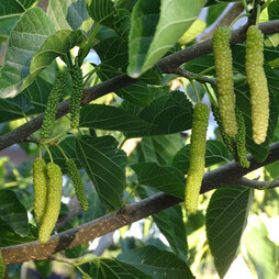 King White Mulberry