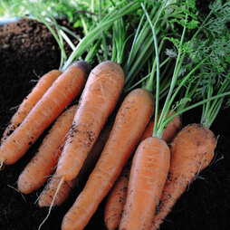 Organic Carrot 'Nantes 2' (Early maturing) - Seeds