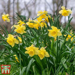 Narcissus Native British