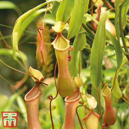 Nepenthes alata (House Plant)