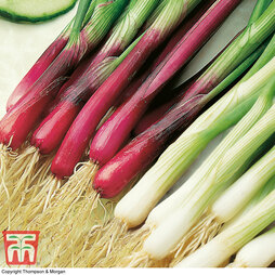 Spring Onion 'Red and White Mixed'