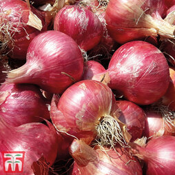 Onion 'Red Winter' (Autumn Planting)