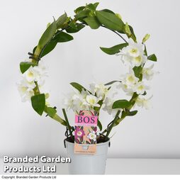 Dendrobium nobile 'White Arch'