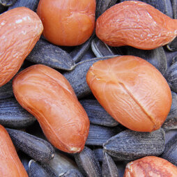 Peanut (Arachis hypogaea) - Seeds