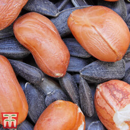 Peanut (Arachis hypogaea) - Seeds