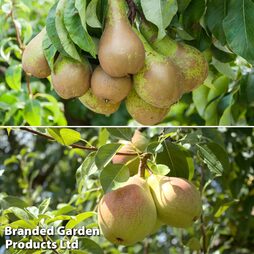 Pear Duo Family Tree