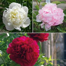Peony Double Collection