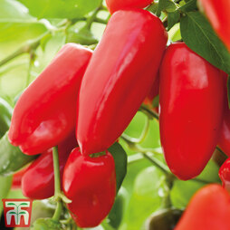 Sweet Pepper 'Snack Red'