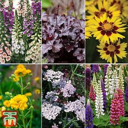 Bumper Potted Perennial Collection