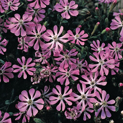 Silene colorata 'Pink Pirouette' - Seeds